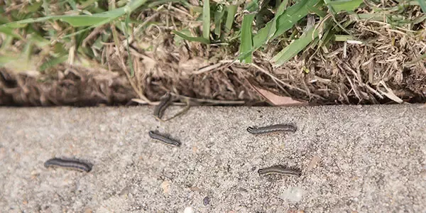army worms